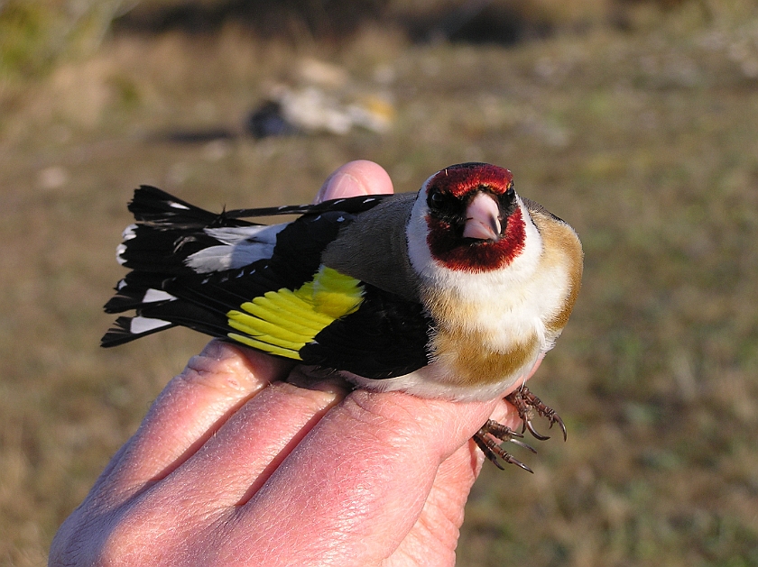 European Goldfinch, Sundre 20050510